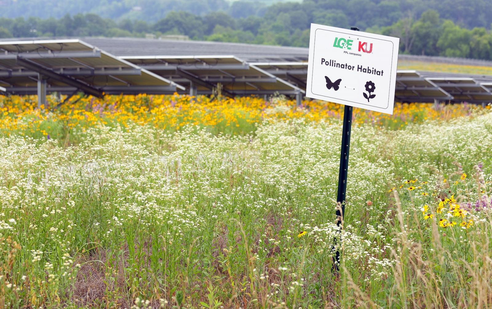 A solar field with an abundance of white, yellow, and purple wildflowers and a sign with a butterfly and a flower symbol stating "LG&E KU PPL Corporation Pollinator Habitat"