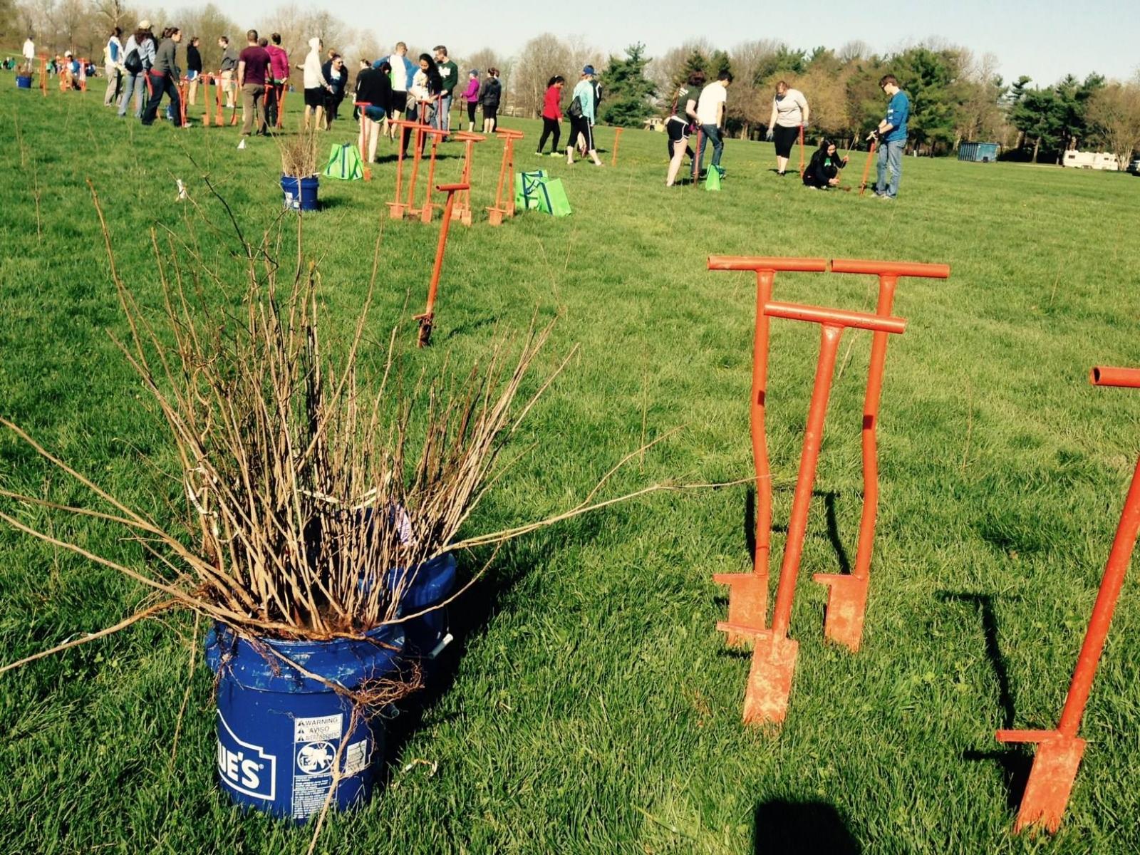 A bucket with plants and hole digging tools with a group of volunteers in the background working to reforest the bluegrass