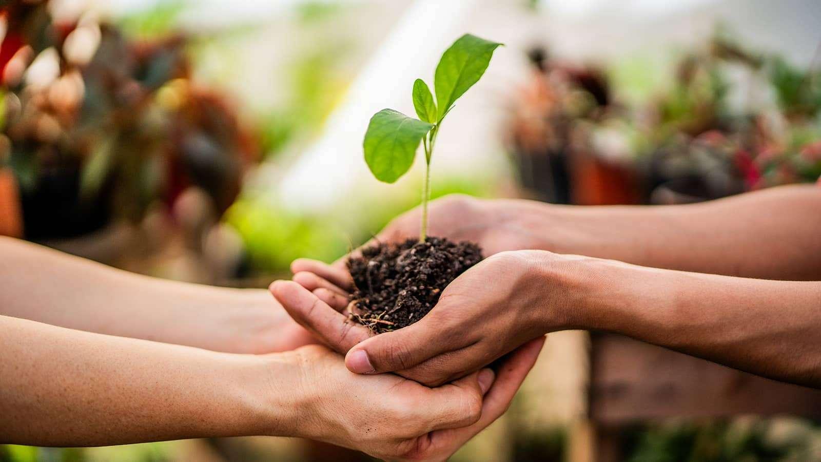Two sets of hands hold a seedling plant with four leaves in a handful of soil