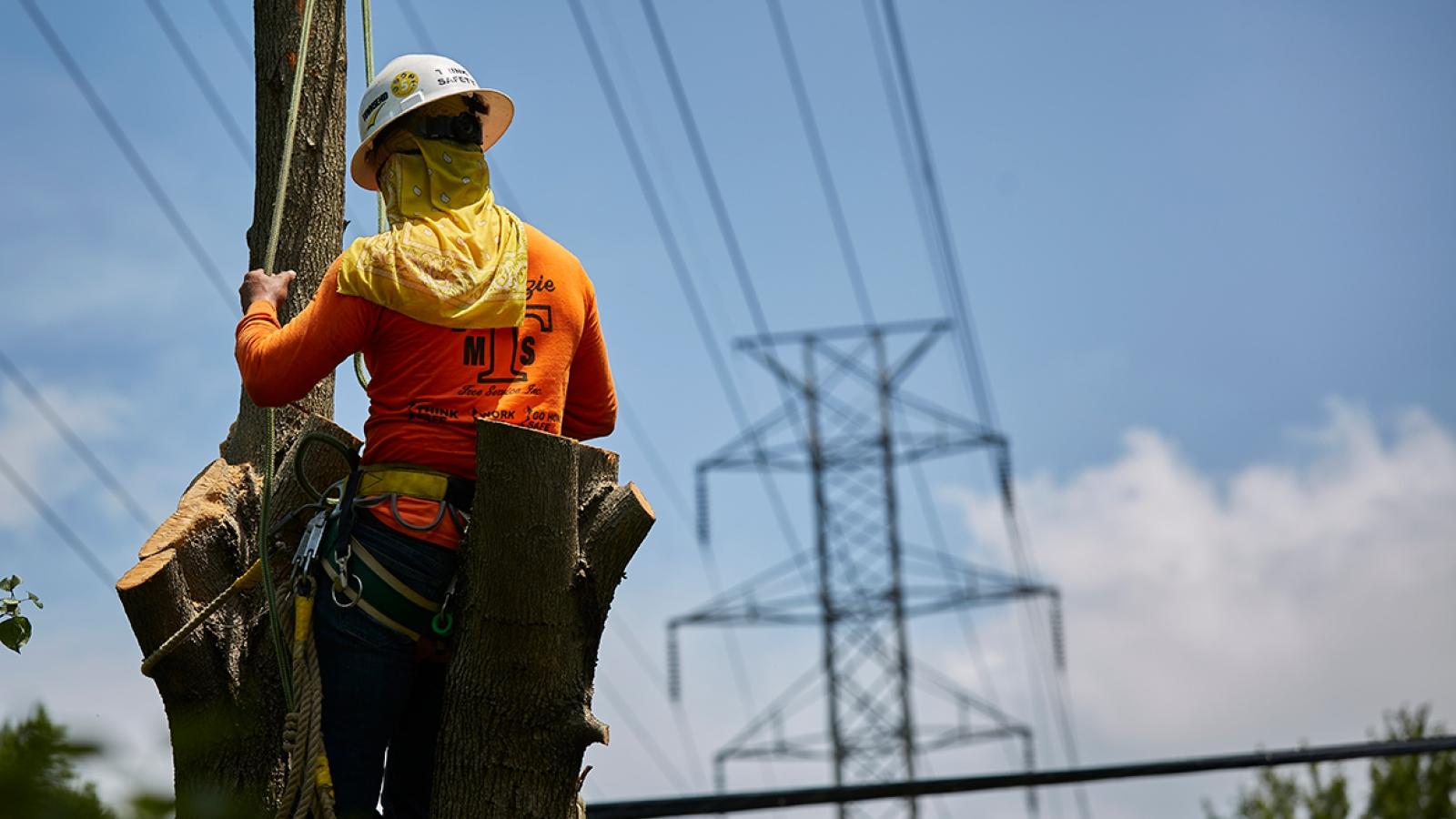 Tree trimming worker on a tree that is being cut with powerlines displayed in the background.