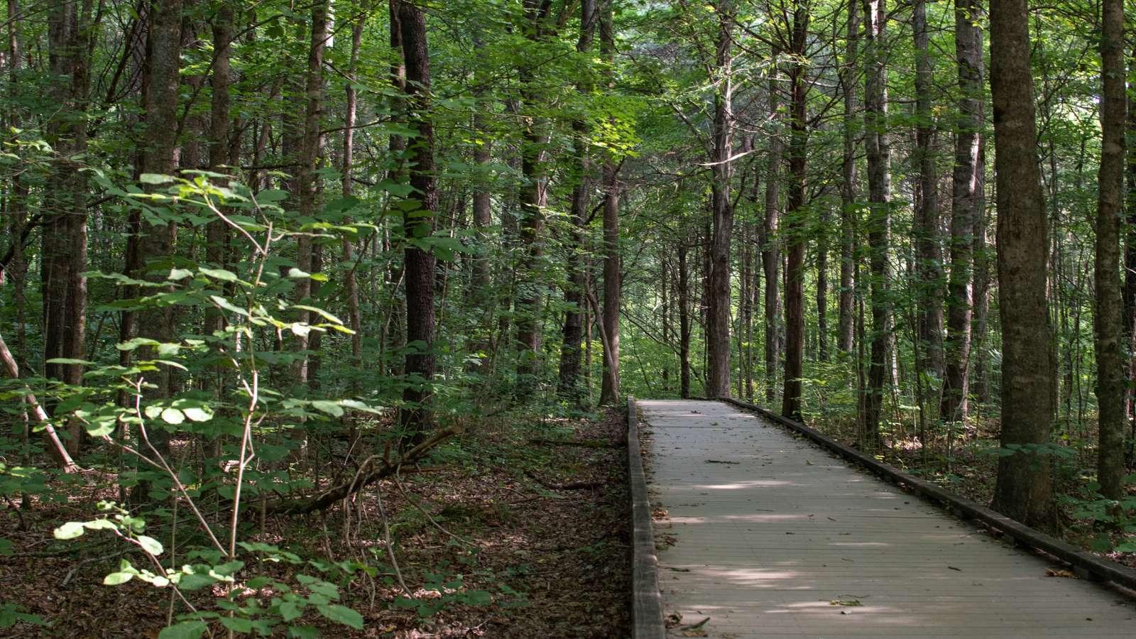 Boardwalk path through a forest.