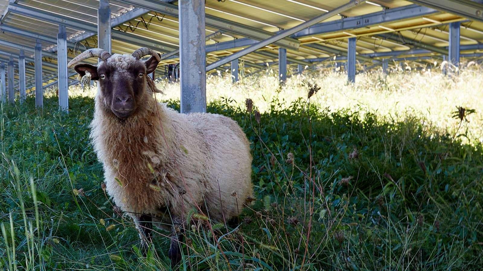 A sheep standing under a solar panel