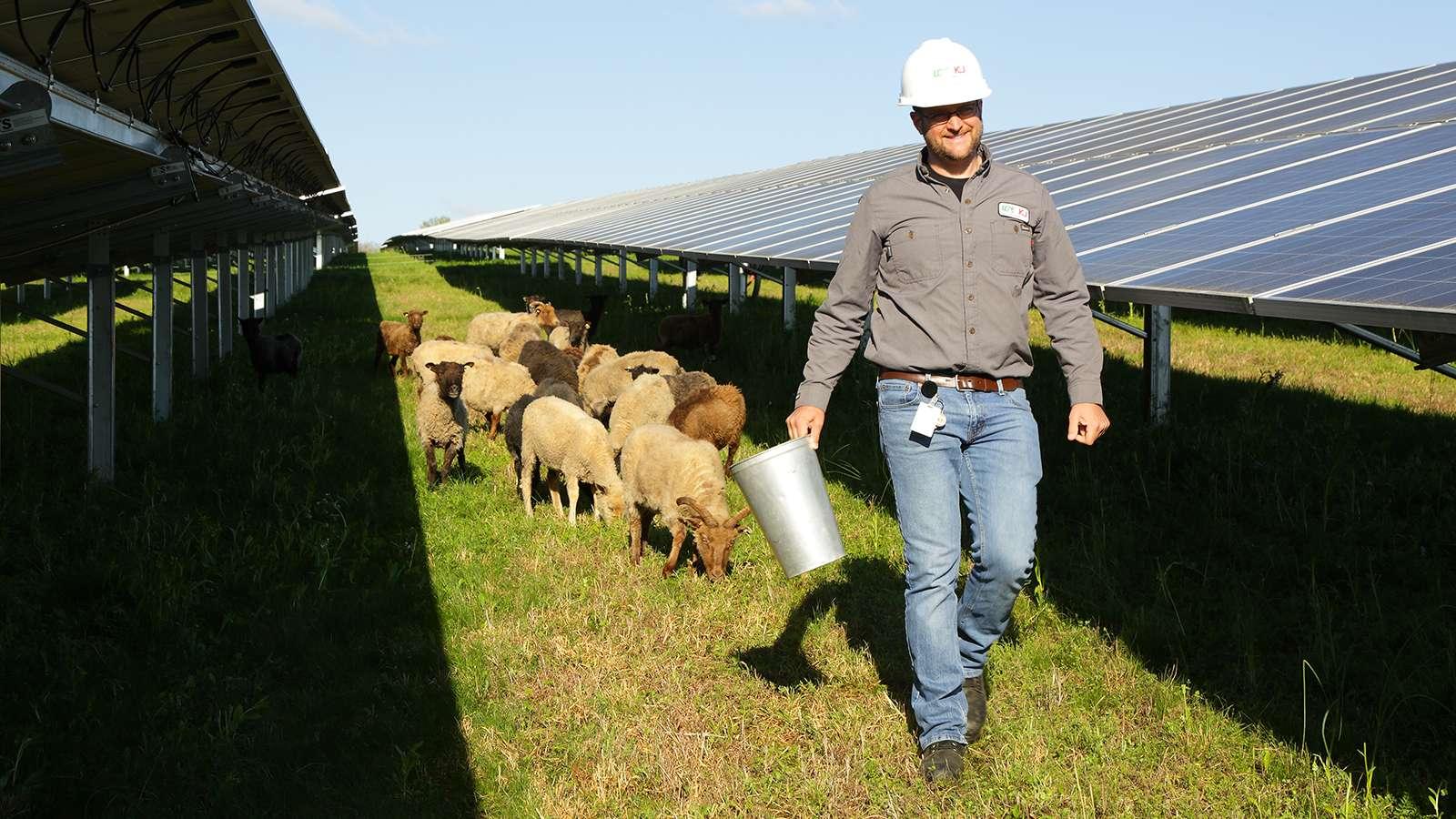 Man walking through solar field followed by sheep
