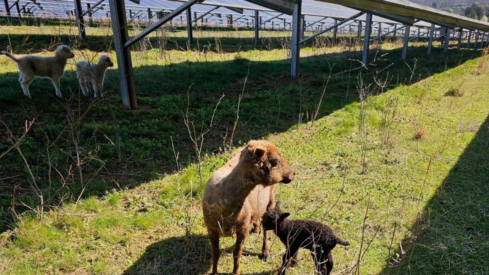 Sheep grazing under solar panels, with one lamb standing close to an adult sheep on a grassy field.