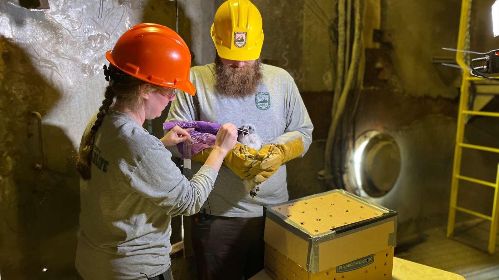 Two workers from the Kentucky Department of Fish and Wildlife Resources. One is wearing yellow gloves and holding a fluffy, white peregrine falcon chick. The other, a woman with a braid, is swabbing inside the falcon's mouth.