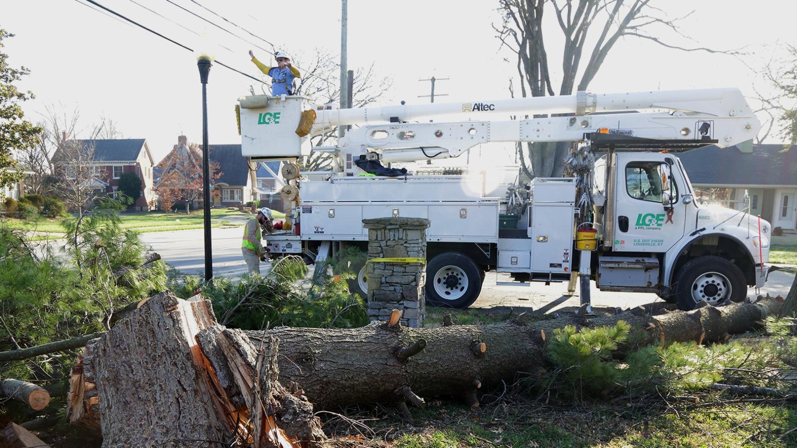 A cut down tree on the lawn next to a bucket truck with a worker in the bucket.