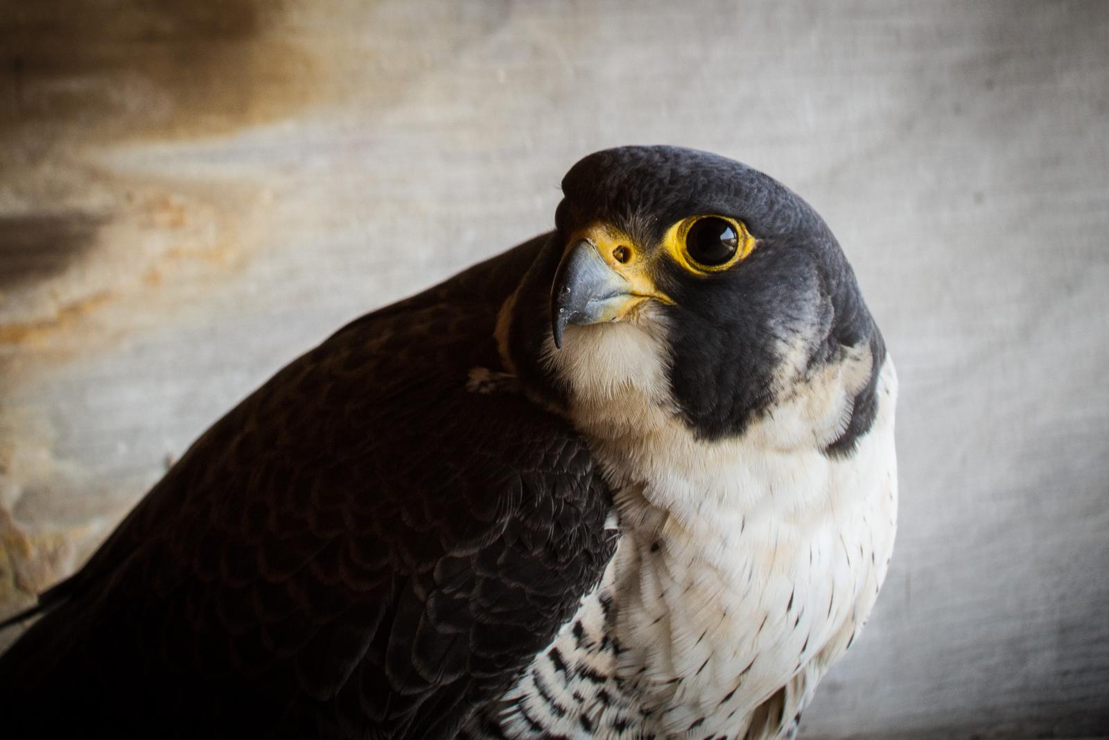 Peregrine falcon