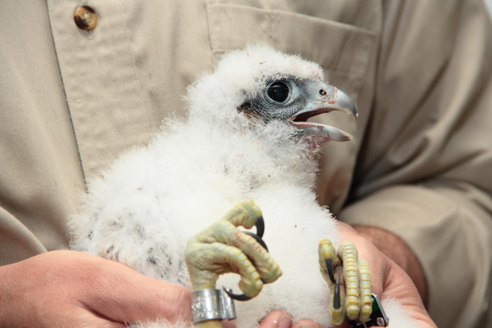 Falcon chick with band around its leg
